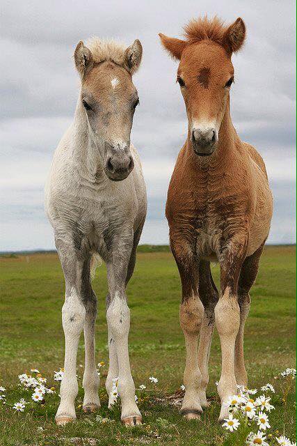 Icelandic foals in spring time.